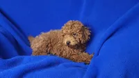 Walker, a male Poodle - Miniature  for sale in Jackson, TN – Photo 4 of 10