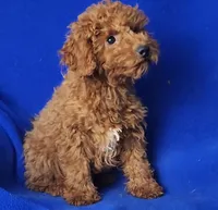 Walker, a male Poodle - Miniature  for sale in Jackson, TN – Photo 6 of 10