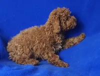 Walker, a male Poodle - Miniature  for sale in Jackson, TN – Photo 3 of 10