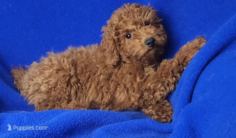 Walker – Poodle - Miniature  puppy for sale in Jackson, TN