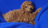 Walker, a male Poodle - Miniature  for sale in Jackson, TN – Photo 1 of 10
