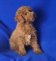 Walker, a male Poodle - Miniature  for sale in Jackson, TN – Photo 9 of 10