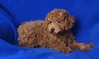 Walker, a male Poodle - Miniature  for sale in Jackson, TN – Photo 10 of 10
