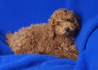 Walker, a male Poodle - Miniature  for sale in Jackson, TN – Photo 8 of 10