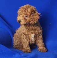 Walker, a male Poodle - Miniature  for sale in Jackson, TN – Photo 7 of 10