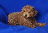 Walker, a male Poodle - Miniature  for sale in Jackson, TN – Photo 2 of 10