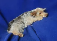  Liver Dewey , a male Yorkshire Terrier for sale in Jackson, TN – 3 of 10