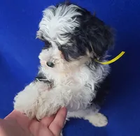 Pilot, a male Yorkipoo for sale in Jackson, TN – 4 of 10
