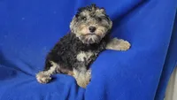 Murphy, a male Yorkipoo for sale in Jackson, TN – 5 of 10