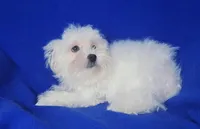 *FLASH SALE* Bowie, a male Maltese for sale in Jackson, TN – 8 of 10