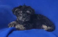 Gavin, a male Schnoodle for sale in Jackson, TN – 5 of 10