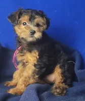 Bindie, a female Yorkipoo for sale in Jackson, TN – 10 of 10