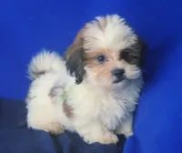 *FLASH SALE* Spencer, a male Shichon for sale in Jackson, TN – 10 of 10