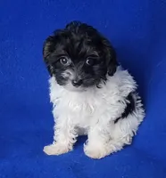 Piper , a female Yorkipoo for sale in Jackson, TN – 10 of 10