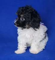 Piper , a female Yorkipoo for sale in Jackson, TN – 4 of 10