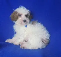 Emmett, a male Poodle - Toy  for sale in Jackson, TN – 3 of 10