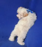 *FLASH SALE* Amara, a female Morkie for sale in Jackson, TN – 9 of 10