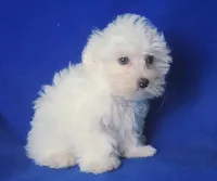Bowie, a male Maltese for sale in Jackson, TN – 9 of 10