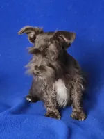 Chocolate Cash, a male Miniature Schnauzer for sale in Jackson, TN – 10 of 10