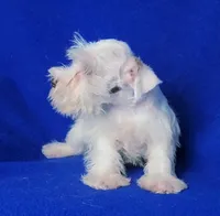 Choco Merle Claira, a female Miniature Schnauzer for sale in Jackson, TN – 6 of 9
