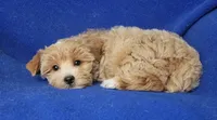 Gemma, a female Yorkshire Terrier for sale in Jackson, TN – 5 of 10
