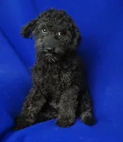 Maverick, a male Poodle - Miniature  for sale in Jackson, TN – 6 of 10