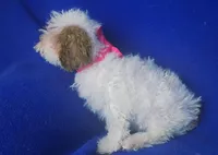 Ellie, a female Poodle - Toy  for sale in Jackson, TN – 3 of 10