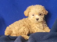 Birdie, a female Yorkipoo for sale in Jackson, TN – 3 of 10
