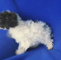 Nash, a male Poodle - Toy  for sale in Jackson, TN – 2 of 10