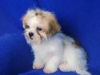 Sterling , a male Shichon for sale in Jackson, TN – 9 of 10