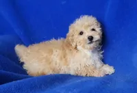 Brinkley , a male Bichpoo for sale in Jackson, TN – Photo 8 of 10