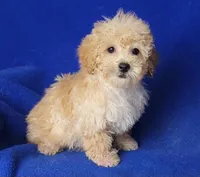 Brinkley , a male Bichpoo for sale in Jackson, TN – Photo 1 of 10