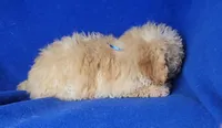 Brinkley , a male Bichpoo for sale in Jackson, TN – Photo 7 of 10