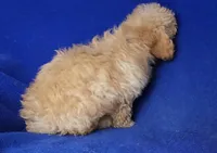 Brinkley , a male Bichpoo for sale in Jackson, TN – Photo 3 of 10