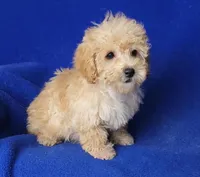 Brinkley , a male Bichpoo for sale in Jackson, TN – Photo 4 of 10
