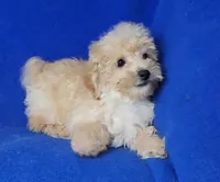 Brinkley , a male Bichpoo for sale in Jackson, TN – Photo 5 of 10