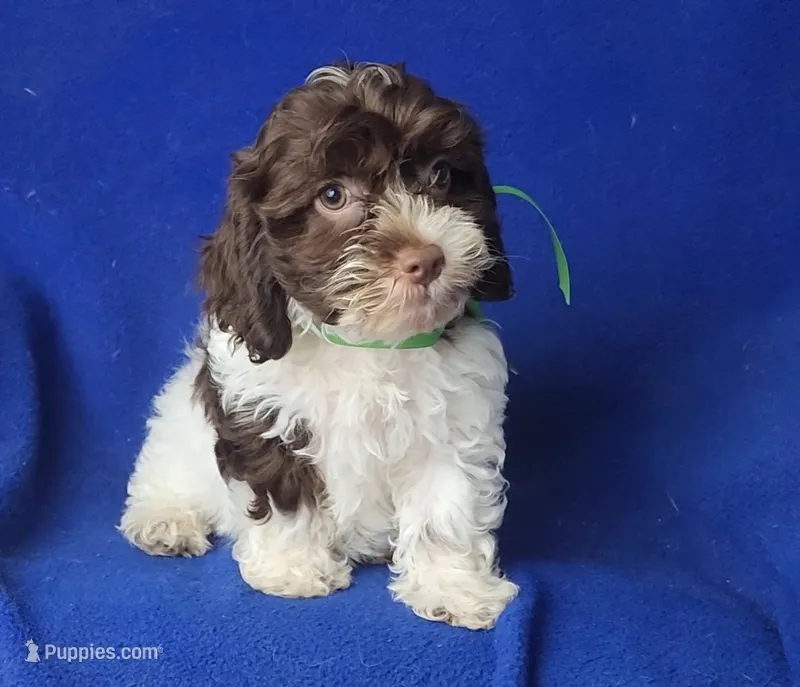 Clover – Cockapoo puppy for sale in Jackson, TN