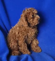 Royce, a male Cockapoo for sale in Jackson, TN – 10 of 10