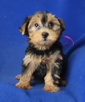Georgia, a female Yorkshire Terrier for sale in Jackson, TN – 8 of 10