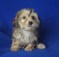 Oakleigh, a female Yorkipoo for sale in Jackson, TN – 2 of 10