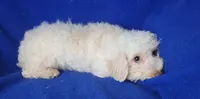 Felix, a male Bichpoo for sale in Jackson, TN – 5 of 10