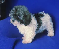Natalie, a female Poodle - Toy  for sale in Jackson, TN – 7 of 10