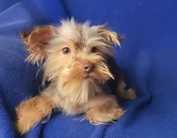 Chocolate Driscoll, a male Yorkshire Terrier for sale in Jackson, TN – 8 of 10