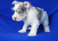 Choco Hadley, a female Miniature Schnauzer for sale in Jackson, TN – Photo 4 of 10