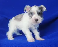 Choco Hadley, a female Miniature Schnauzer for sale in Jackson, TN – Photo 7 of 10