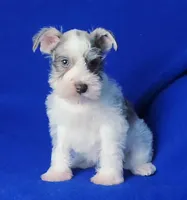 Choco Hadley, a female Miniature Schnauzer for sale in Jackson, TN – Photo 10 of 10