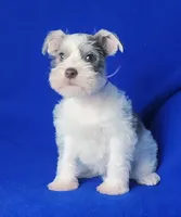 Choco Hadley, a female Miniature Schnauzer for sale in Jackson, TN – Photo 9 of 10