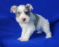 Choco Hadley, a female Miniature Schnauzer for sale in Jackson, TN – Photo 3 of 10