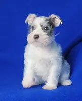 Choco Hadley, a female Miniature Schnauzer for sale in Jackson, TN – Photo 8 of 10