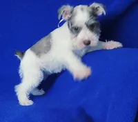 Choco Hadley, a female Miniature Schnauzer for sale in Jackson, TN – Photo 6 of 10